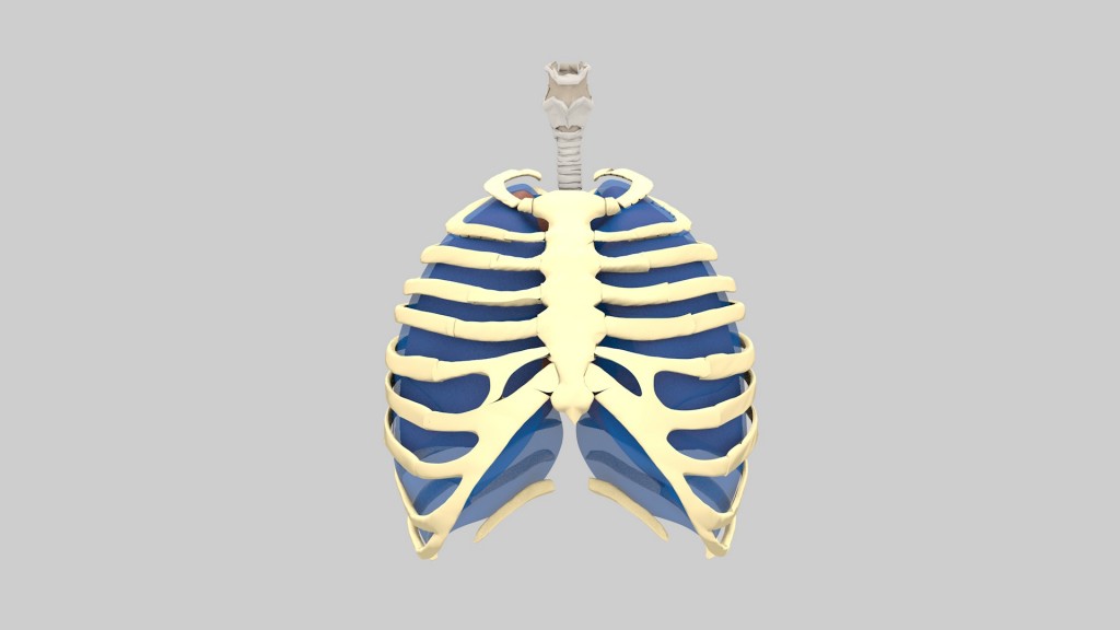 Lungs_Ribcage0441